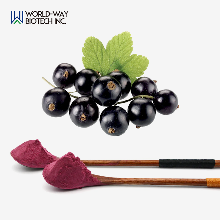 Black Currant Extract Black Currant Extract